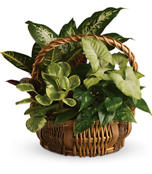 Emerald Garden Basket from Beecher Florists, flower delivery in Beecher